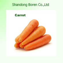 Новая морковь Свежая морковь Свежая морковь